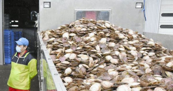 【速報】岸田政権、ホタテなど全国の漁業に200億円追加支援